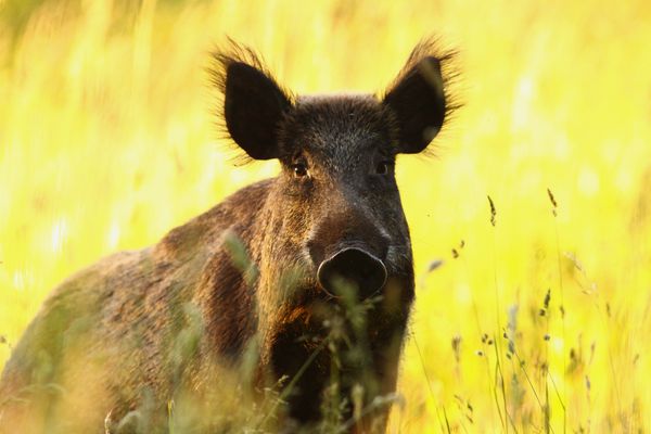 rencontres animalières en forêt de fontainebleau