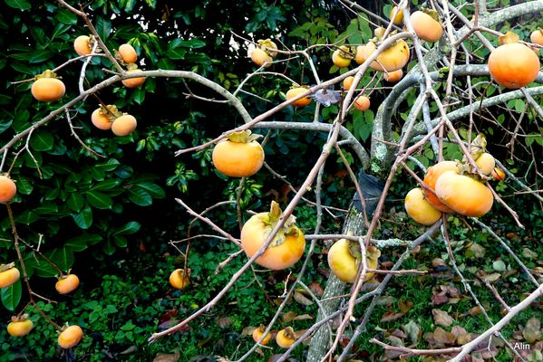 DQ02---fruits-1.JPG