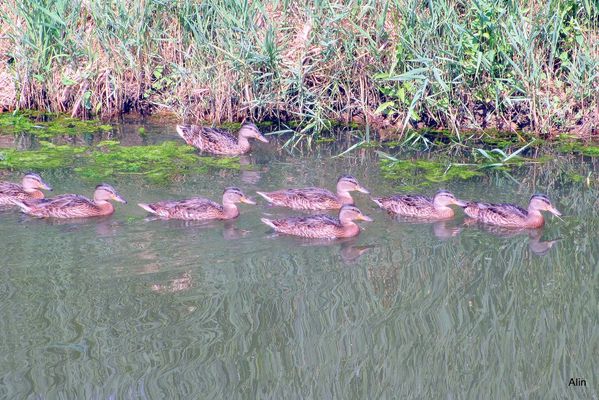 w06--Les-canards.JPG