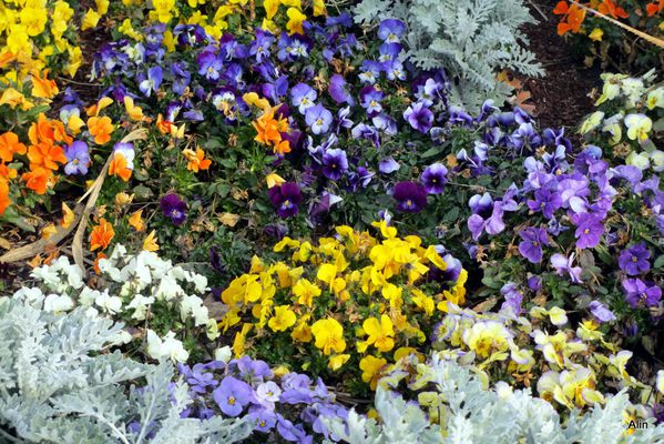 21---fleurs.JPG