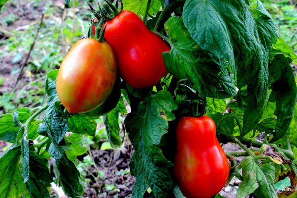 o04 - 3 tomates