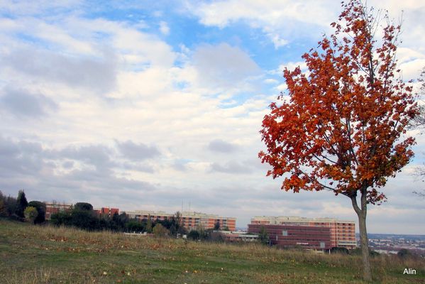 y01---Arbre-colore.JPG