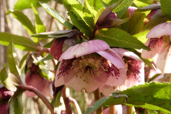 hellebores rose picotee