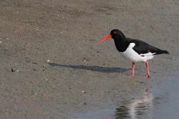 OISEAUX-7753---Copie.JPG