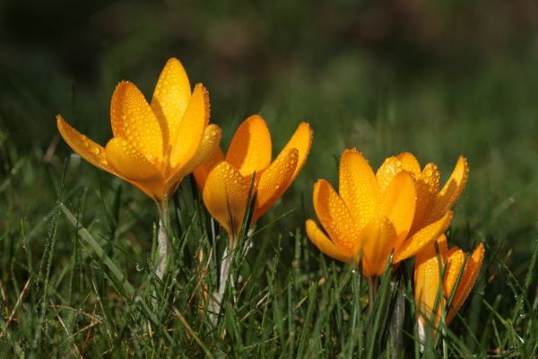 PRINTEMPS-0657.JPG