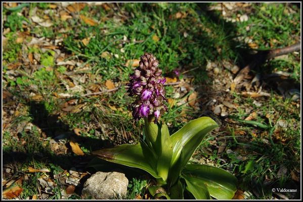 orchis-BorderMaker