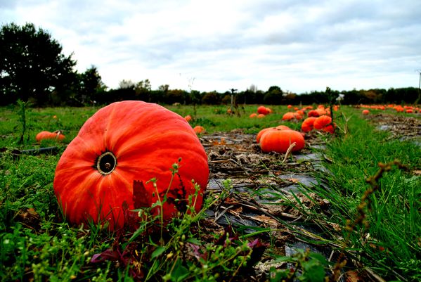 Halloween-copie-1.jpg