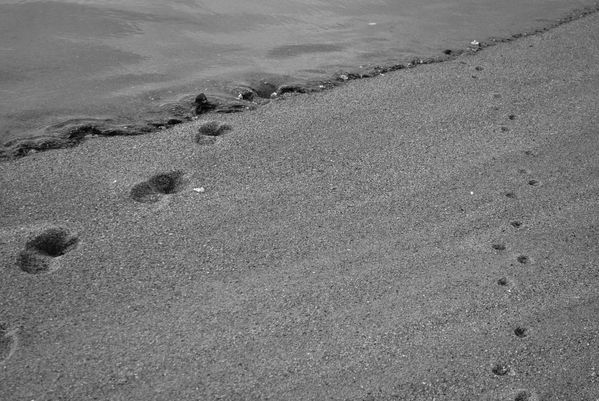 ballade-avec-mon-chien