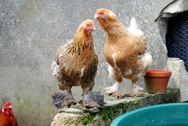poulettes-6