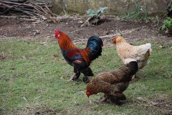 poulettes-copie-1