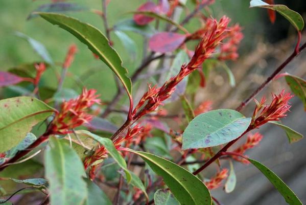 Rhodo