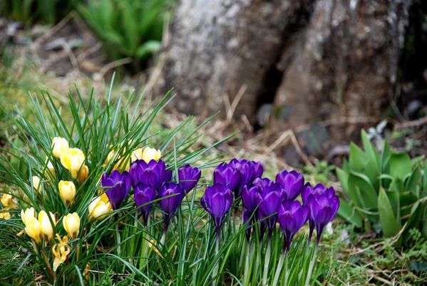 crocus2