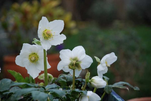 fleur-blanche