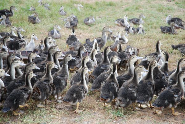 canards de la ferme-17
