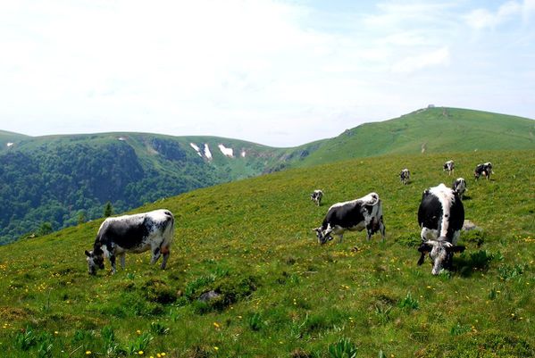 A09 - Hohneck - Metzeral