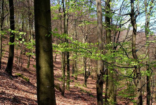 K09 - Stambach