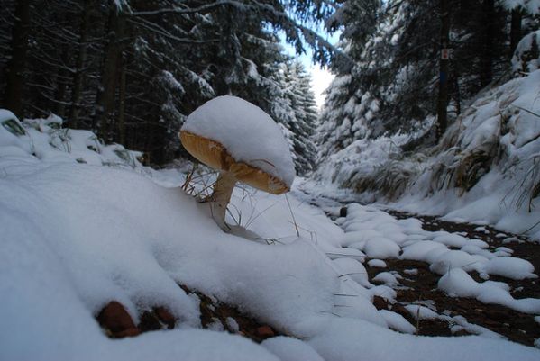 L19 - rando neige 28-10-12