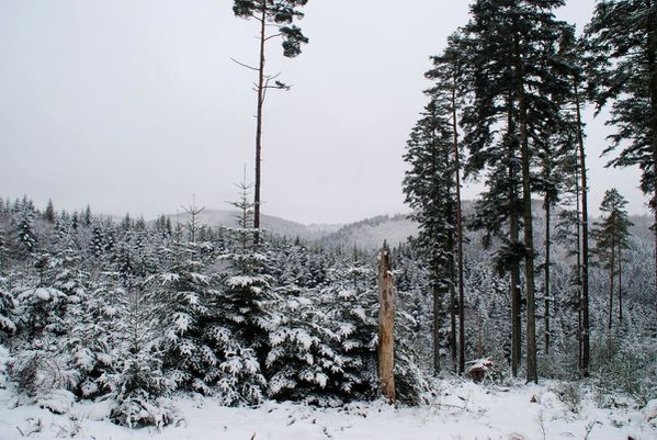 G02 - Parc aux Boeufs