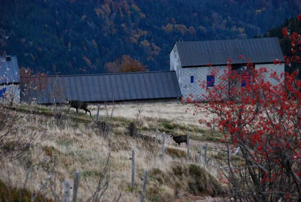 E04 - Hohneck - chamois