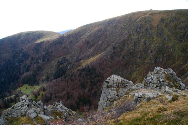 E08 - Hohneck - chamois