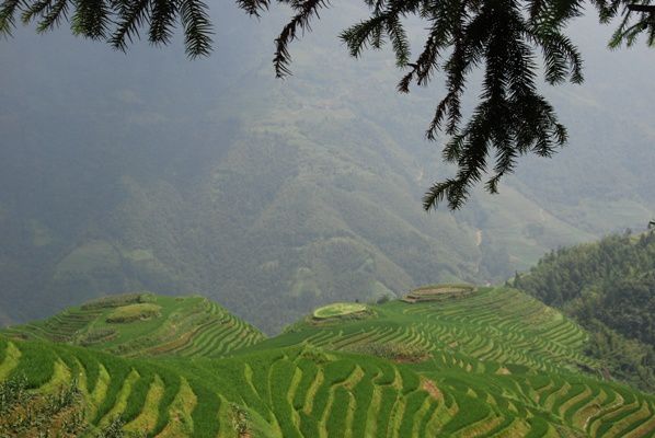 Les rizieres en terrasse de Long Ji