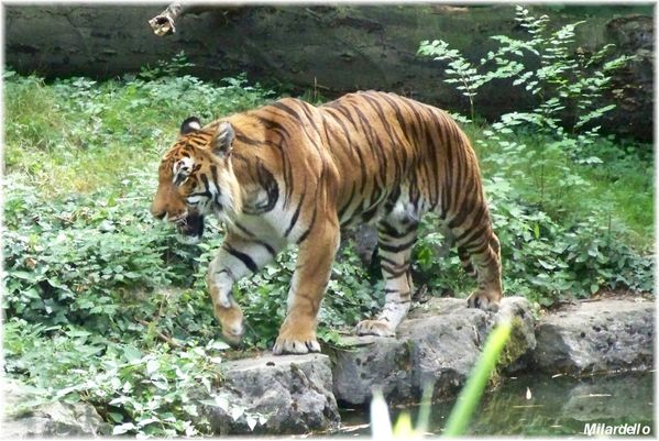 tigre-bengale-parc-tete-d-or-2.jpg