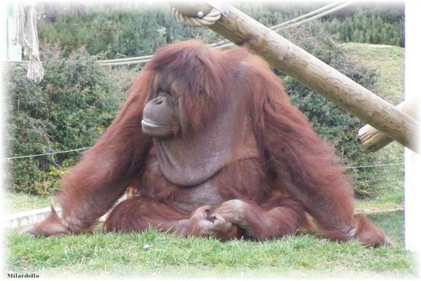 rm-pb-orang-outang-2.jpg