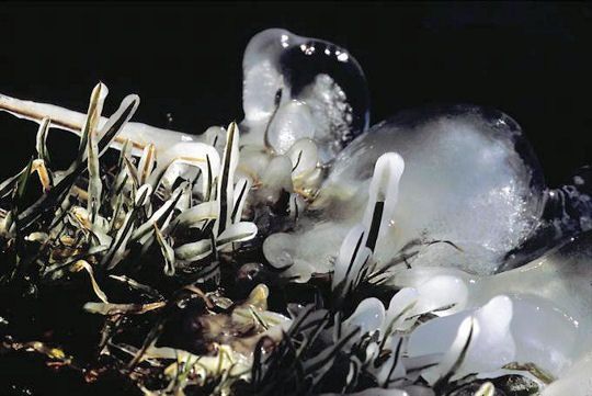 carapace-glace-256748.jpg
