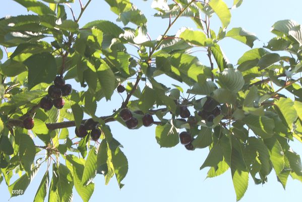 21-mai-2011--cueillette-des-cerises-007.JPG