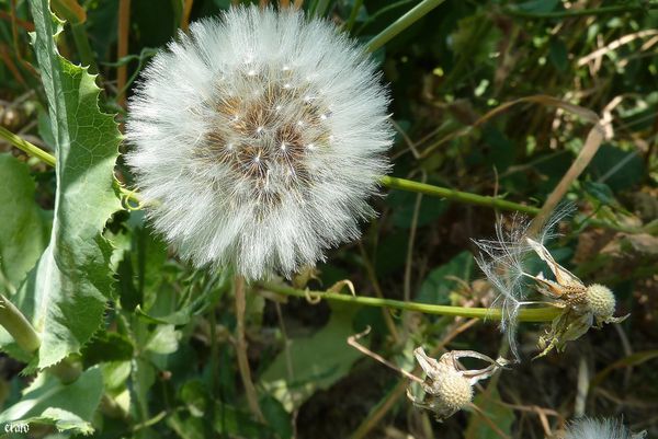 20mai2011---fleurs-de-pissenlits-003-a.jpg