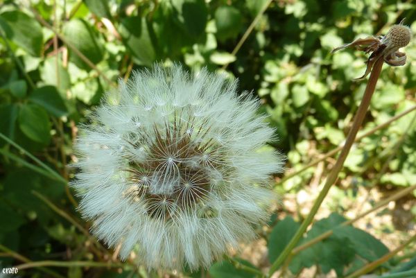 20mai2011 - fleurs de pissenlits 006 a