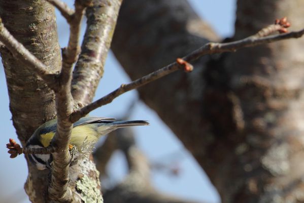 mésange bleue