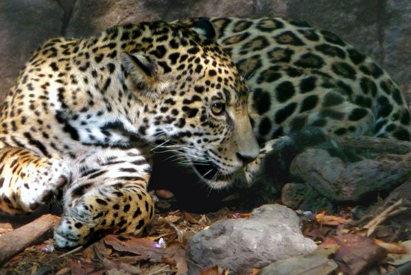 Canyon jaguar 2 (2)