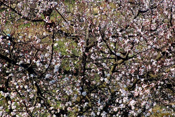 n03---Branches.JPG