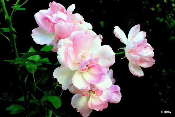 d03---Rose-en-bouquet.JPG