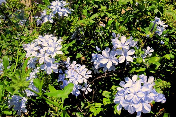 AX03 - Plumbago