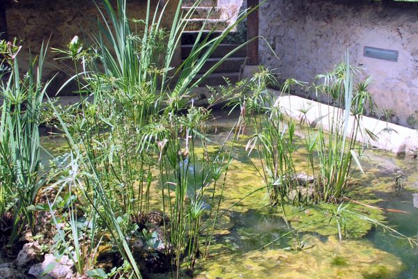 ca5 - Plantes aquatiques