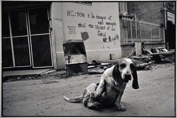 chien teinturier4861