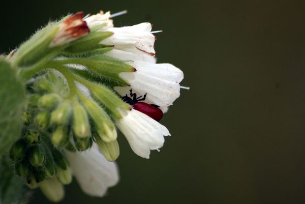 Insecte sur consoude 10105