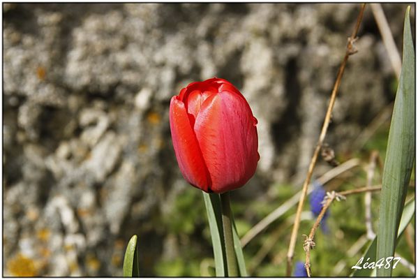 _MG_3940-tulipe-rouge.jpg