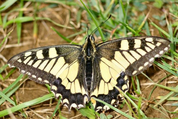 Machaon.jpg
