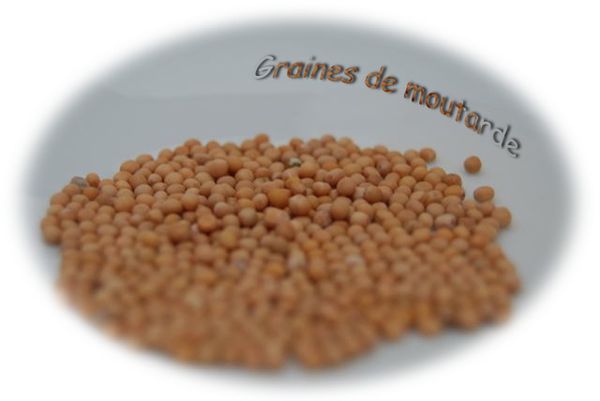 graines-de-moutarde.jpg