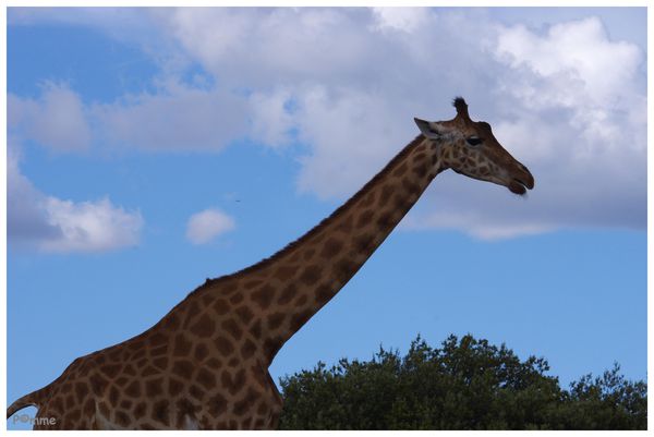 Girafe (3)