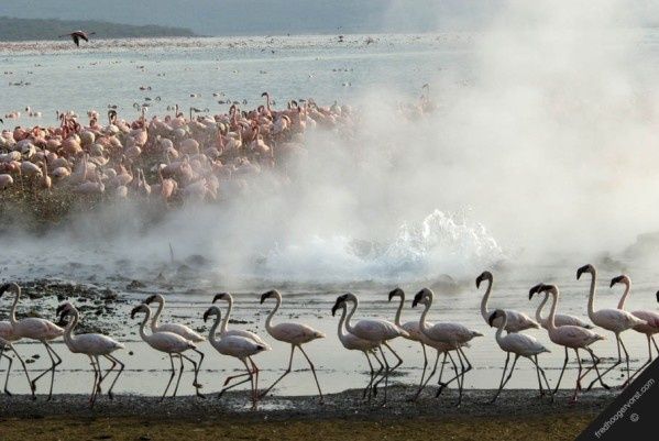 Bogoria---httpgeoparkskenya.blogspot.be.jpg