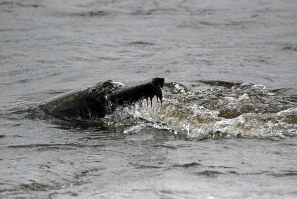 crocodile.jpg