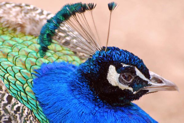 portait-d-oiseau011.jpg