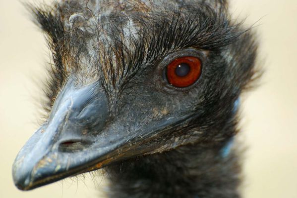 portait-d-oiseau012.jpg