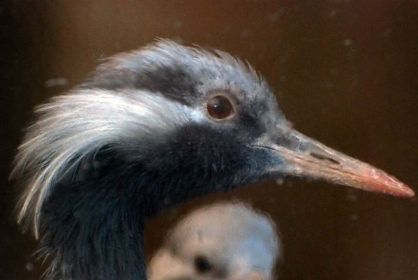 portait-d-oiseau013.jpg