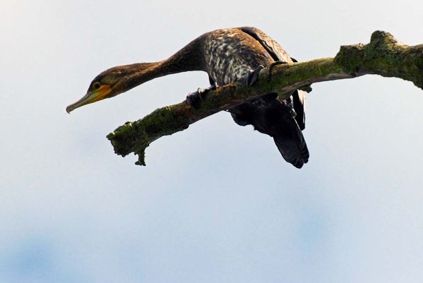 Grand-cormoran002.jpg