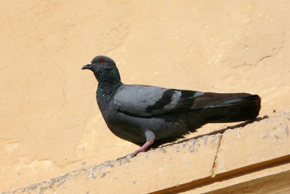 132 . pigeon biset